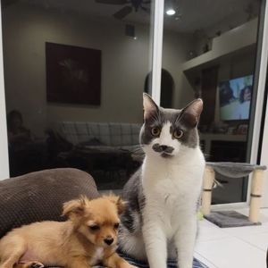 Meet your Posher, Carol